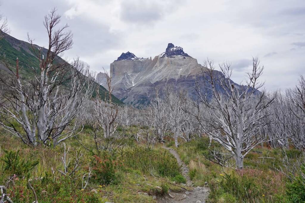 Burned trees at the start of the W Trek are a reminder of how devastating fires can be in windy Patagonia. It will take hundreds of year s for this area to fully recover.