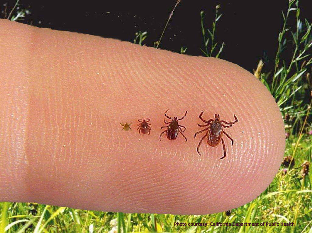 Lyme and Zika Prevention for Hiking