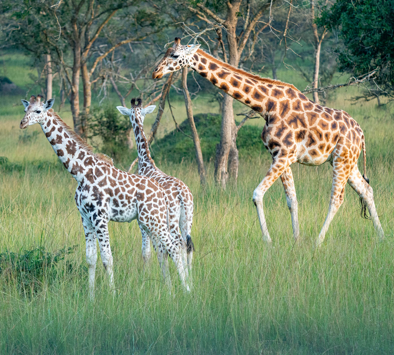 giraffe with babies