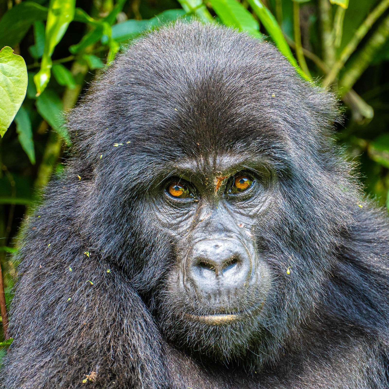 young male gorilla