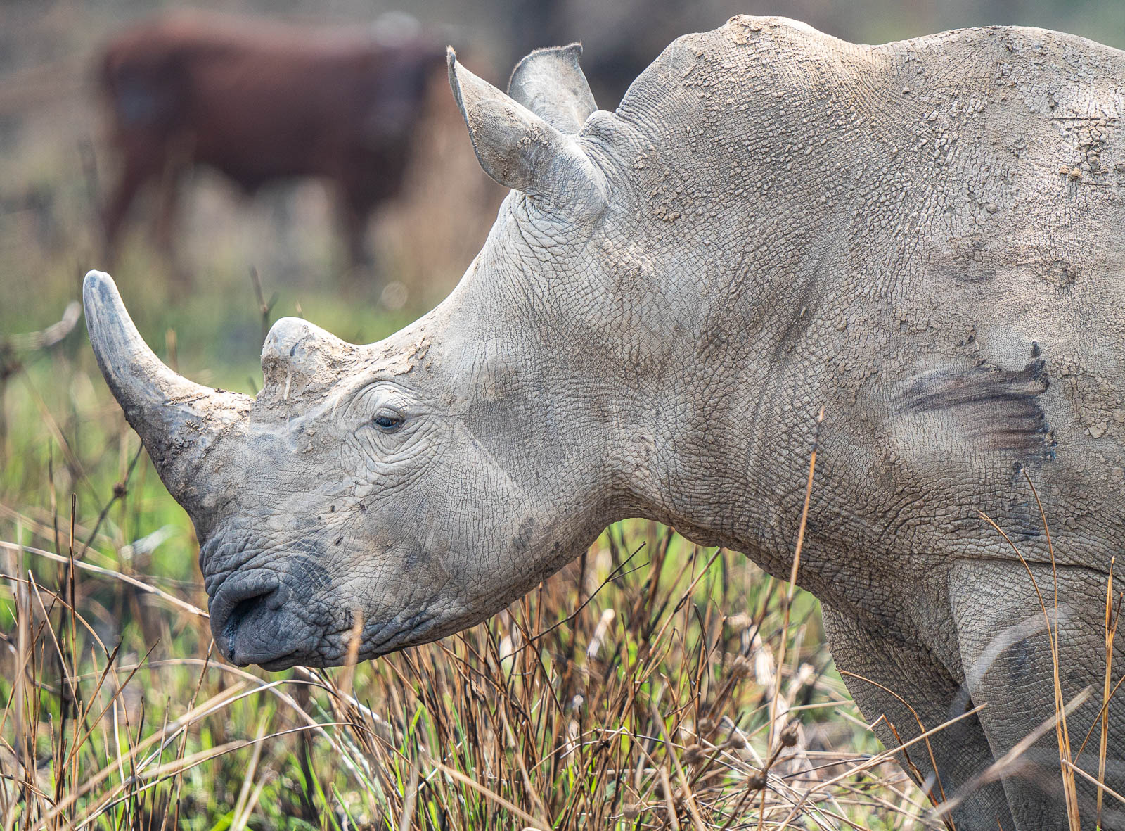 white rhinoceros rhino 
