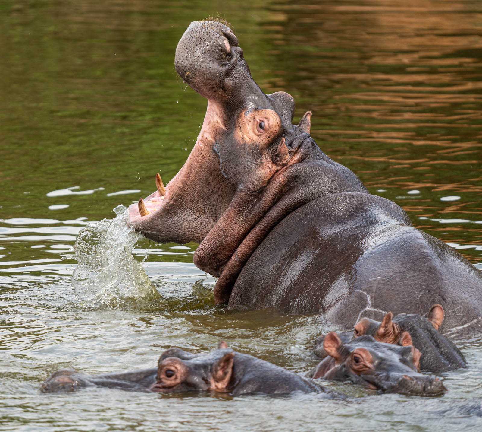 wildlife photo | hippo uganda