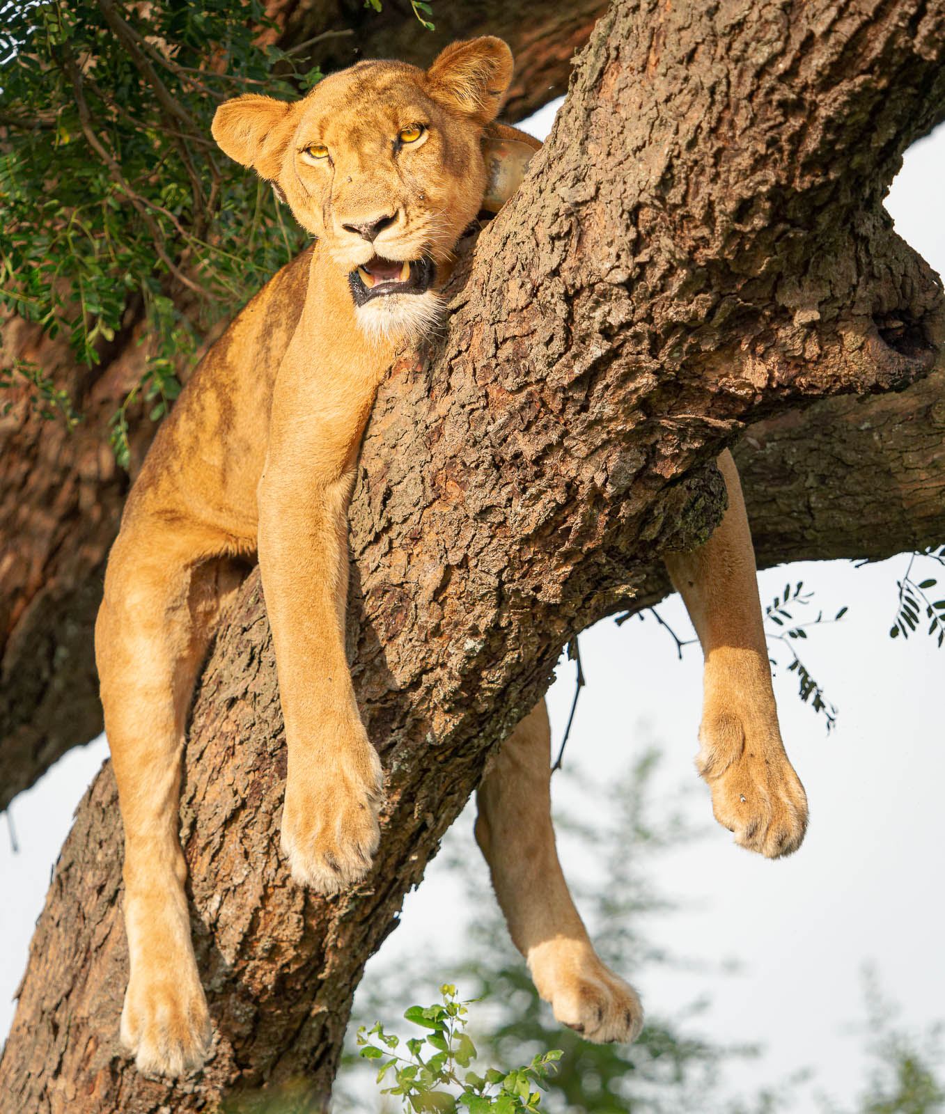 wildlife photography | lion uganda