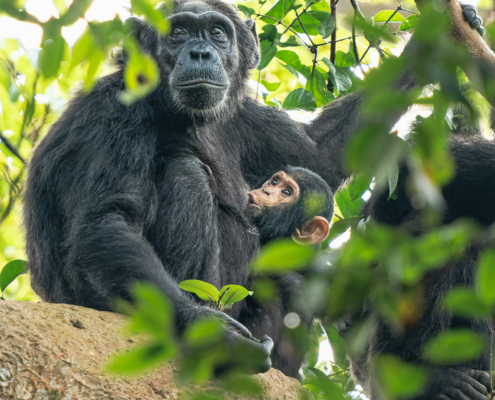 wildlife photography | chimpanzee nursing in uganda