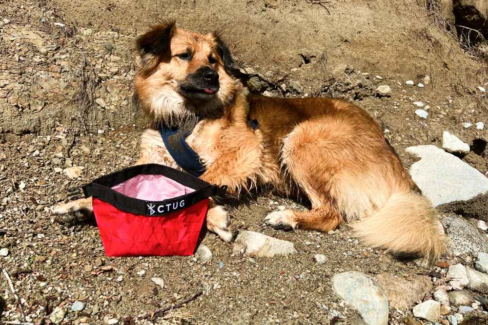 best collapsible dog bowl-1