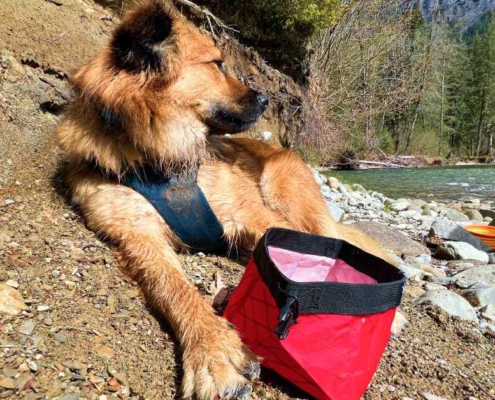 best collapsible dog bowl for hiking