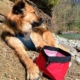 best collapsible dog bowl for hiking